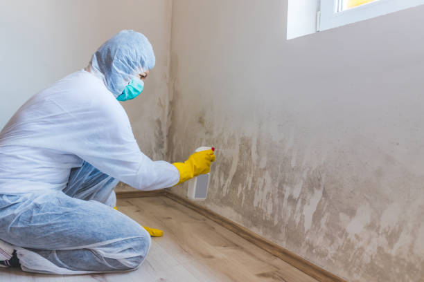 Licensed Mold Removal service in Norwood, PA - WQB Mold Removal